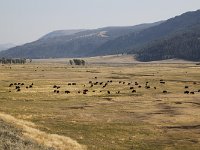 yellowstone-lamar-valley-01  Lamar Valley