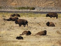 yellowstone-lamar-valley-05  Lamar Valley