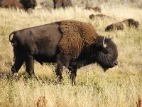 yellowstone-lamar-valley-06  Lamar Valley