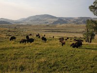 yellowstone-lamar-valley-10  Lamar Valley