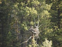 yellowstone-lamar-valley-12  Lamar Valley