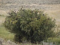 yellowstone-lamar-valley-14  Lamar Valley