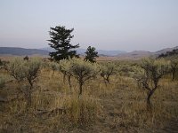 yellowstone-lamar-valley-16  Lamar Valley