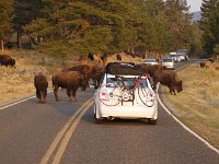 yellowstone-lamar-valley-17  Lamar Valley