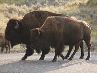 yellowstone-lamar-valley-18  Lamar Valley