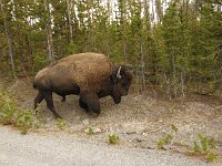 yellowstone-madison  Madison Bison