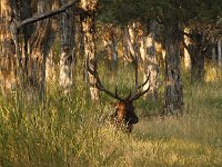 yellowstone-mammoth-hot-spring-07  Mammoth Hot Spring Camping Elk mit Geweih