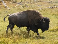 yellowstone-mud-vulcano-06  Old faithfull Geysir Bison