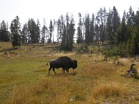 yellowstone-mud-vulcano-07  Old faithfull Geysir Bison