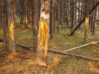 yellowstone-pelican-creek-valley-01  Pelican Creek Valley Bäume von Elks abgeschubbert
