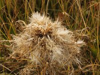 yellowstone-pelican-creek-valley-04  Pelican Creek Valley