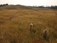 yellowstone-pelican-creek-valley-06  Pelican Creek Valley