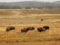 yellowstone-pelican-creek-valley-08  Pelican Creek Valley Bisons