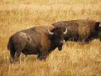 yellowstone-pelican-creek-valley-09  Pelican Creek Valley Bisons