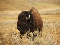 yellowstone-pelican-creek-valley-10  Pelican Creek Valley Bison