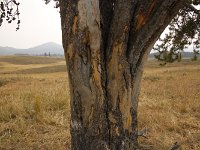 yellowstone-pelican-creek-valley-14  Pelican Creek Valley