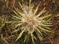 yellowstone-pelican-creek-valley-18  Pelican Creek Valley Diestel