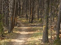yellowstone-pelican-creek-valley-20  Pelican Creek Valley Wald