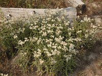 yellowstone-pelican-creek-valley-21  Pelican Creek Valley