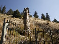yellowstone-versteinerter-baum  versteinerter Baum