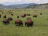 Yellowstone NP - Teton NP